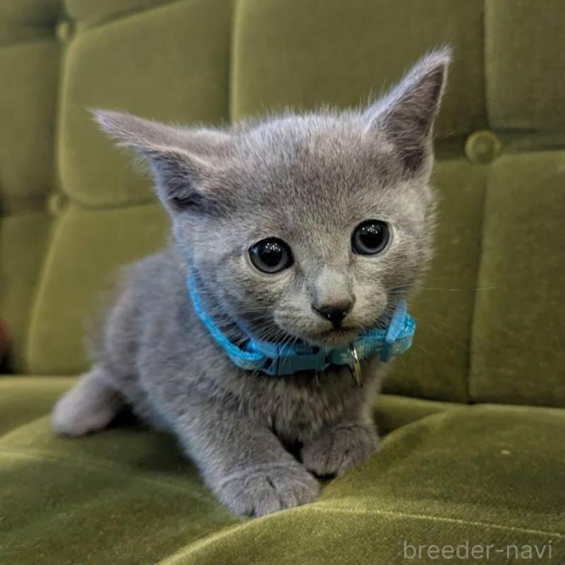 販売中の神奈川県のロシアンブルー-131136