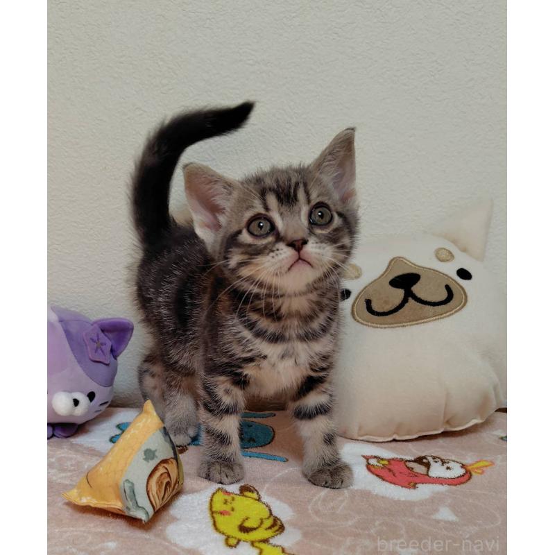 販売中の埼玉県のアメリカンショートヘア-131137の5枚目