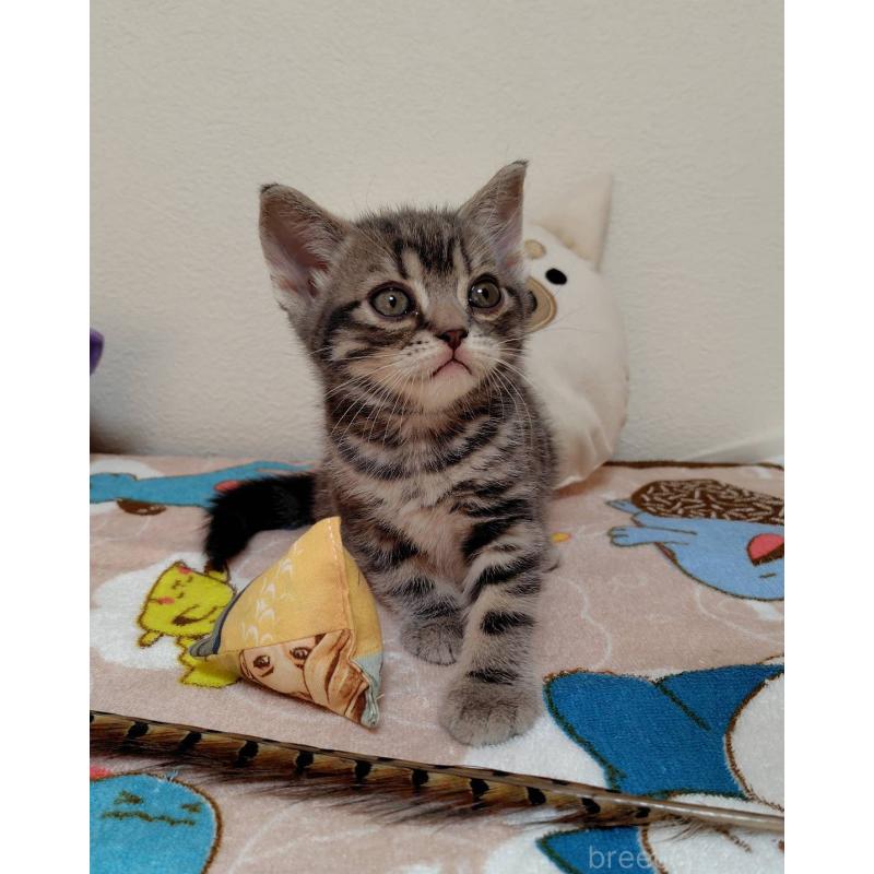 販売中の埼玉県のアメリカンショートヘア-131137の4枚目