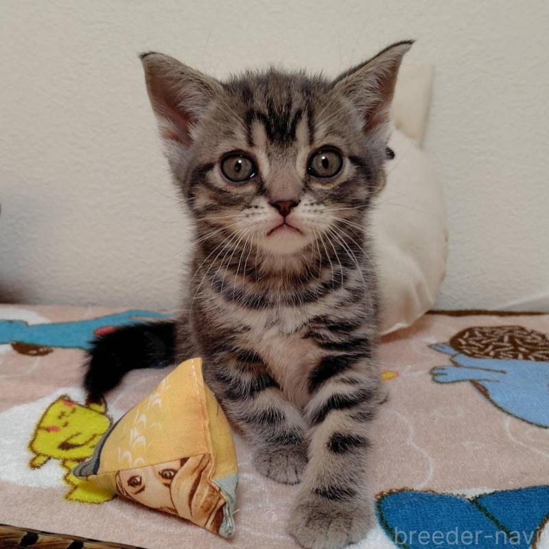 販売中の埼玉県のアメリカンショートヘア-131137の1枚目