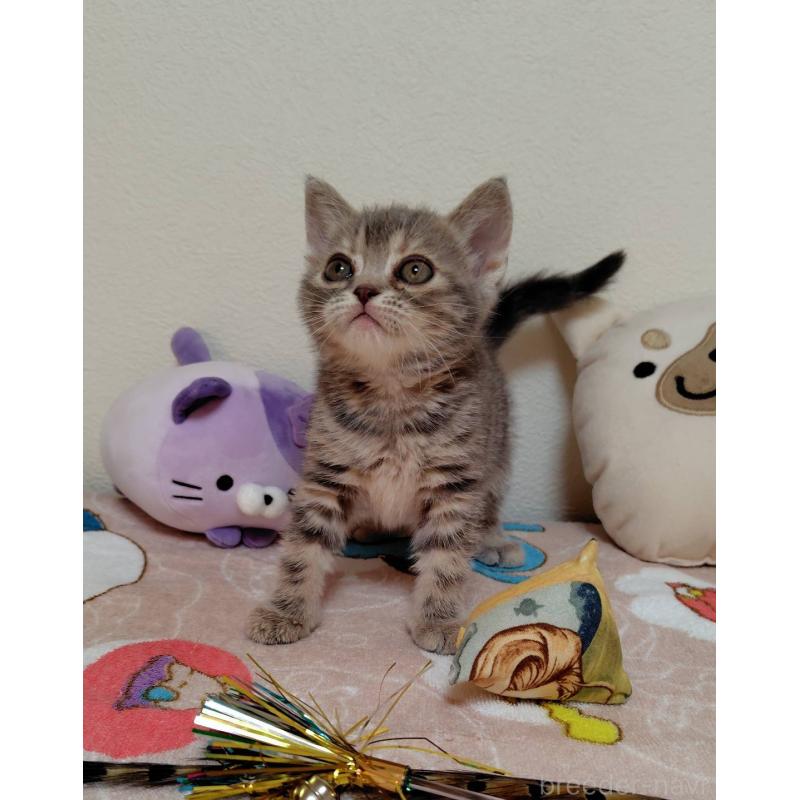 販売中の埼玉県のアメリカンショートヘア-131138の5枚目