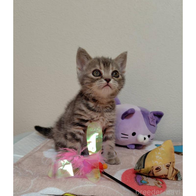 販売中の埼玉県のアメリカンショートヘア-131138の4枚目