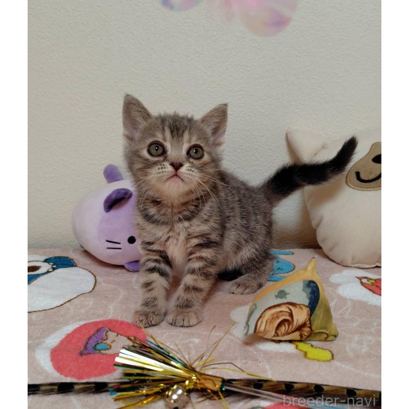 販売中の埼玉県のアメリカンショートヘア-131138の3枚目