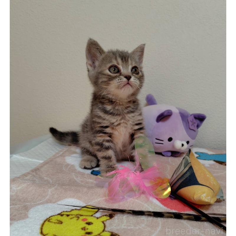 販売中の埼玉県のアメリカンショートヘア-131138の2枚目