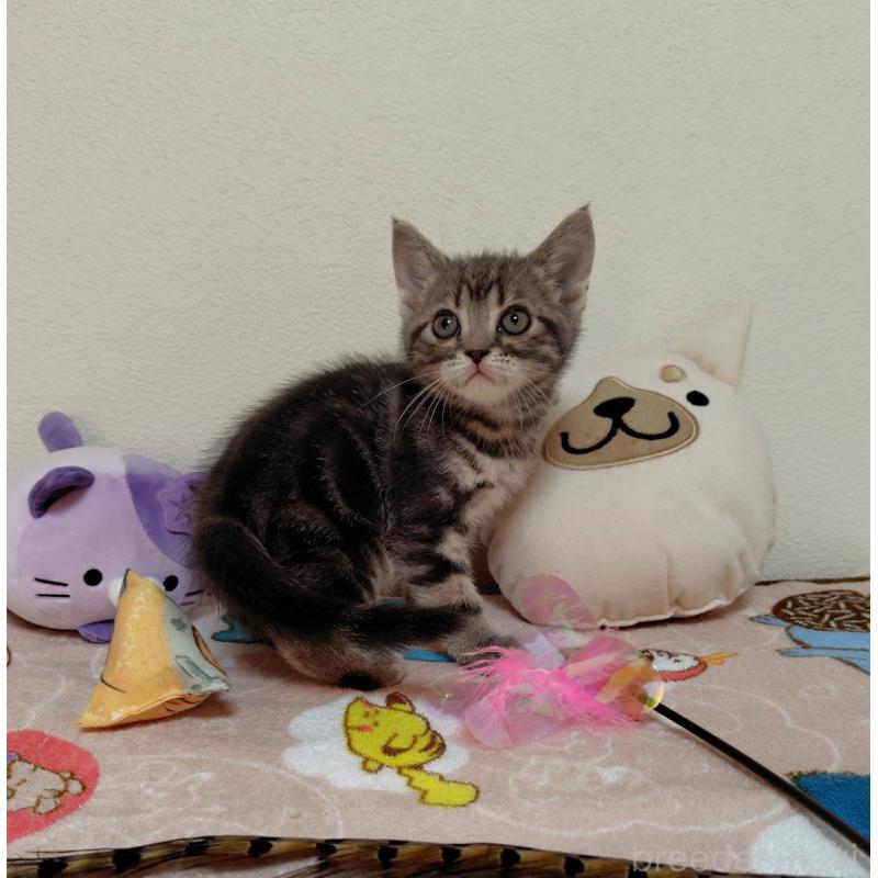 販売中の埼玉県のアメリカンショートヘア-131139の4枚目