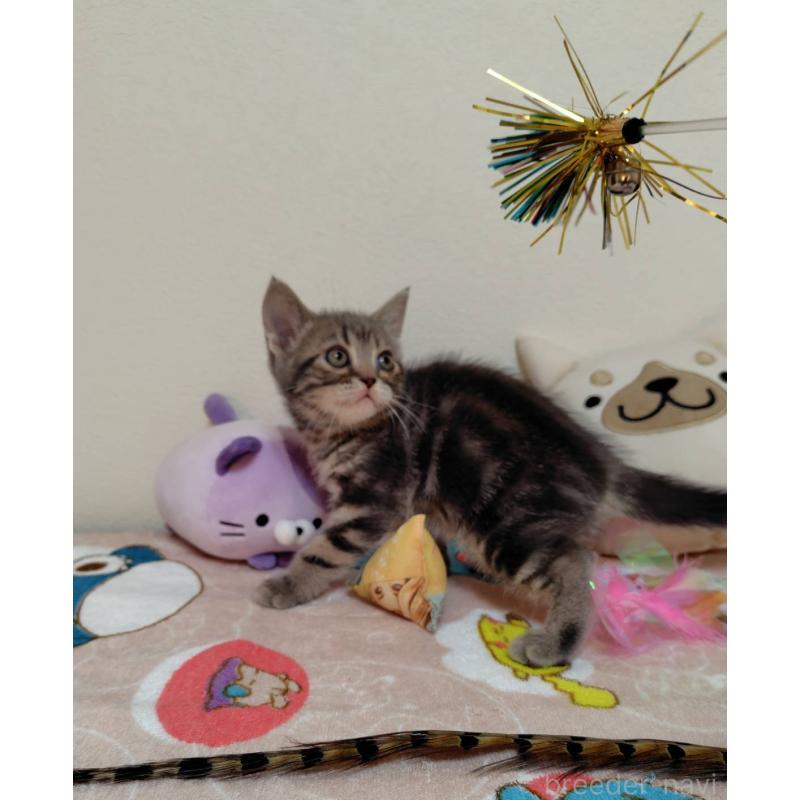 販売中の埼玉県のアメリカンショートヘア-131139の3枚目