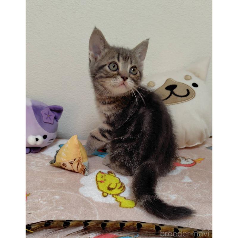 販売中の埼玉県のアメリカンショートヘア-131139の2枚目