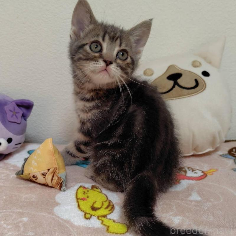 販売中の埼玉県のアメリカンショートヘア-131139