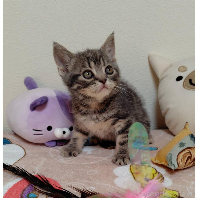 販売中の埼玉県のアメリカンショートヘア-131140の5枚目