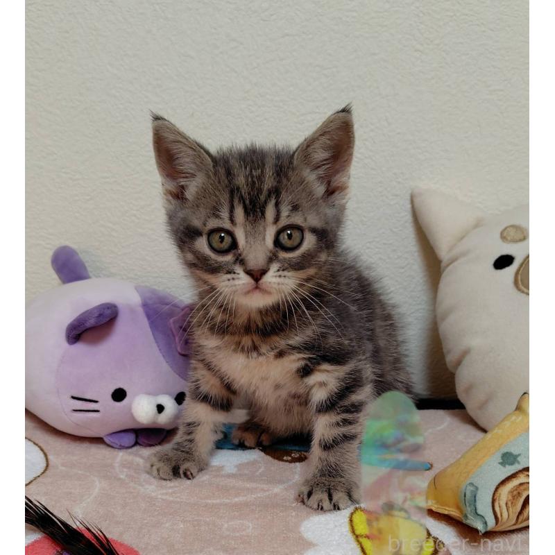 販売中の埼玉県のアメリカンショートヘア-131140の4枚目