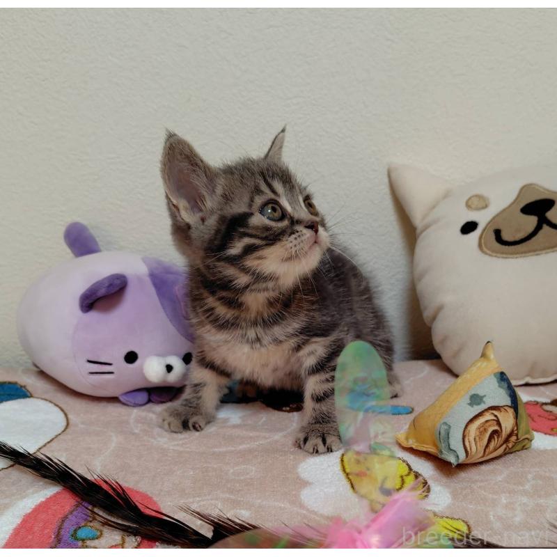 販売中の埼玉県のアメリカンショートヘア-131140の3枚目