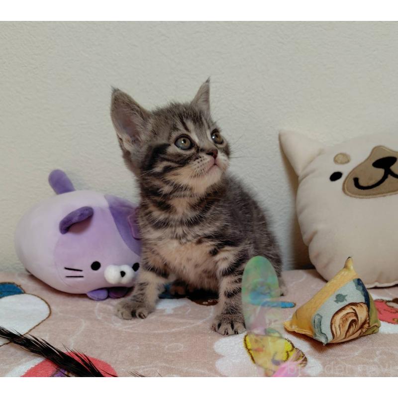 販売中の埼玉県のアメリカンショートヘア-131140の2枚目