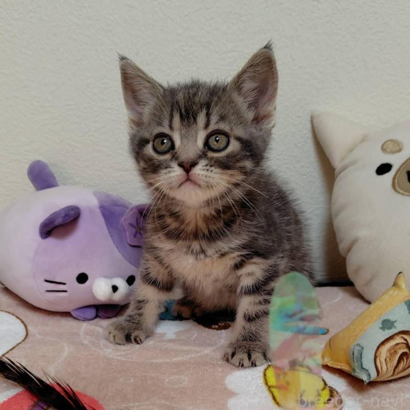 販売中の埼玉県のアメリカンショートヘア-131140