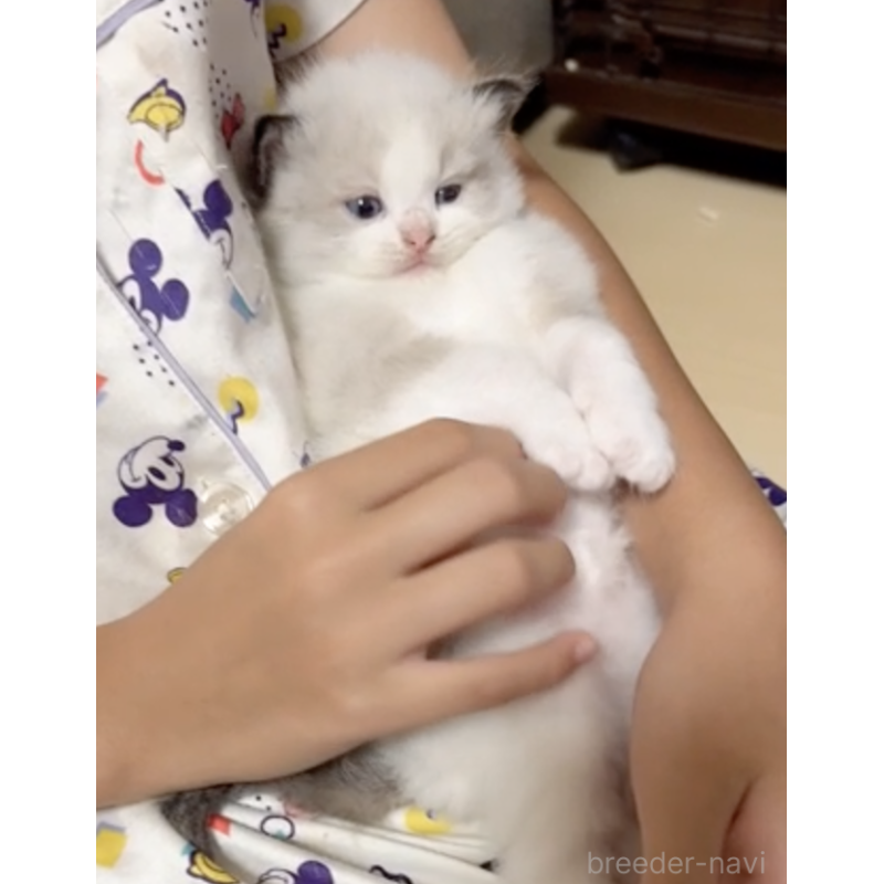 販売中の埼玉県のラグドール-131141の2枚目