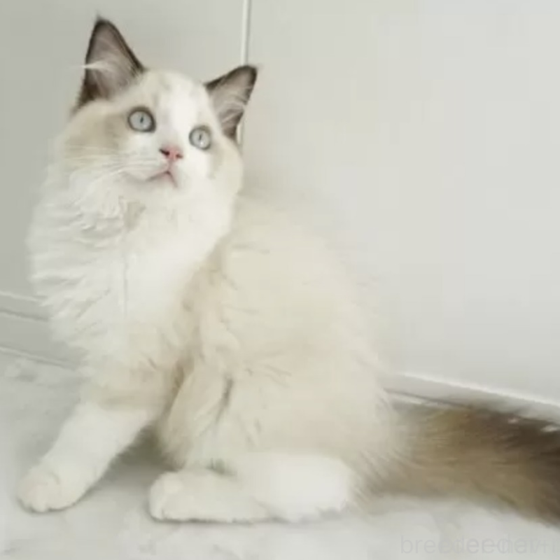 販売中の埼玉県のラグドール-131141の1枚目