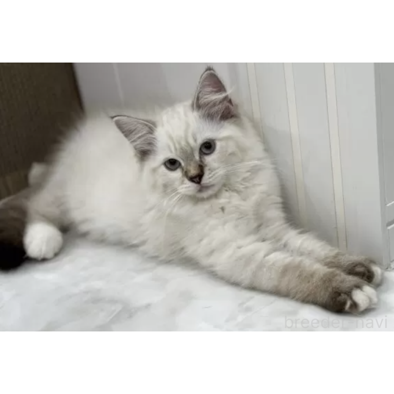 販売中の埼玉県のラグドール-131143の2枚目