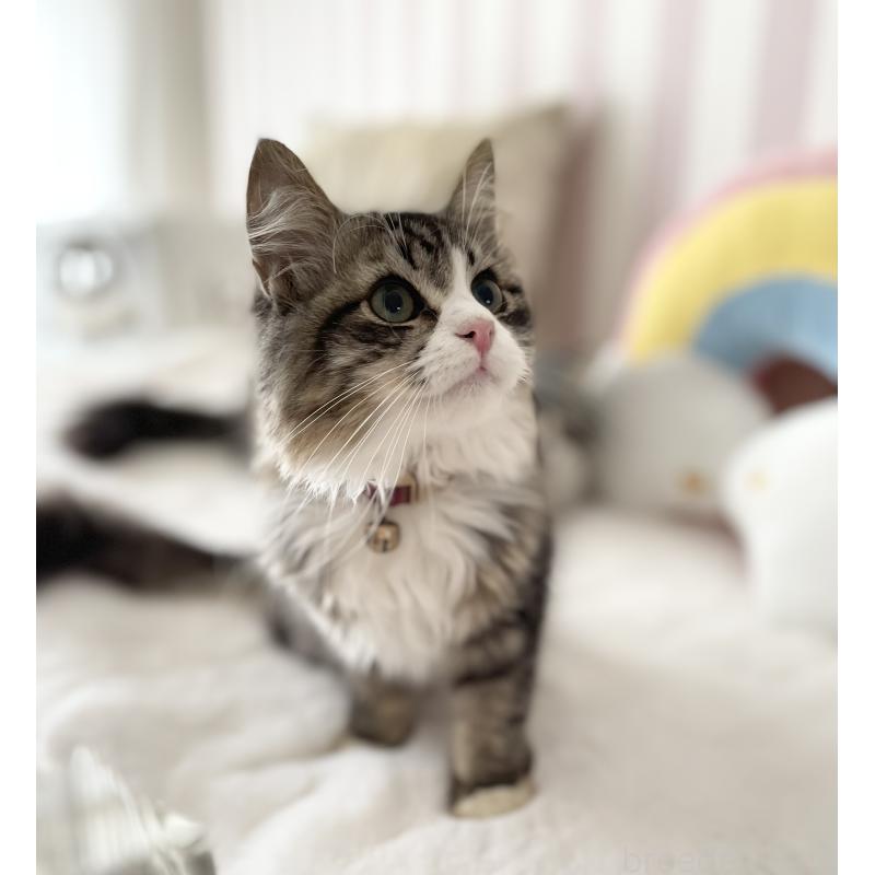 販売中の大阪府のサイベリアン-131142の6枚目