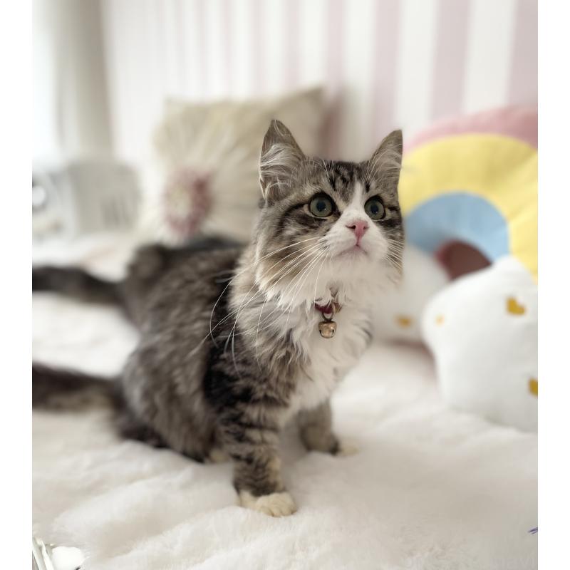 販売中の大阪府のサイベリアン-131142の5枚目