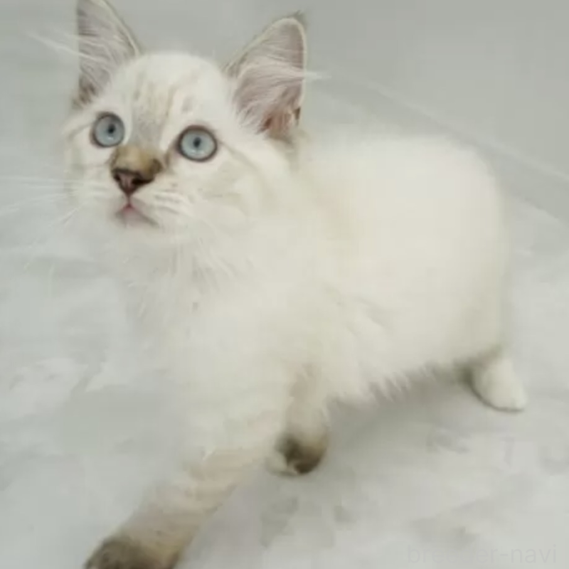 販売中の埼玉県のラグドール-131143