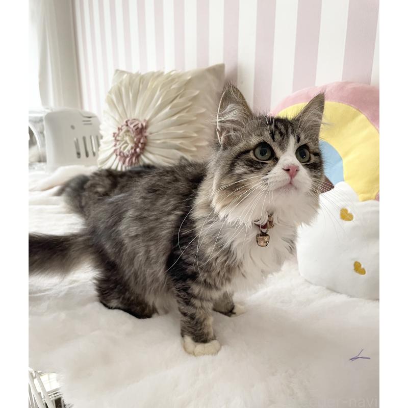 販売中の大阪府のサイベリアン-131142の4枚目