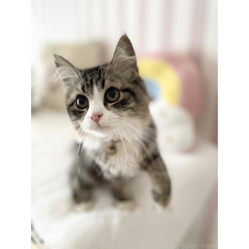 販売中の大阪府のサイベリアン-131142の3枚目