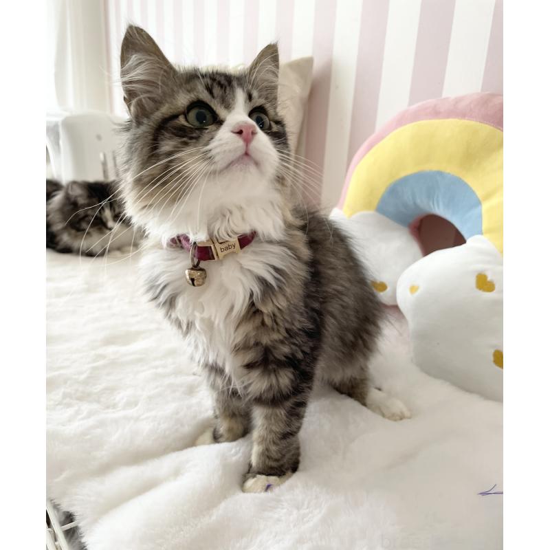 販売中の大阪府のサイベリアン-131142の2枚目