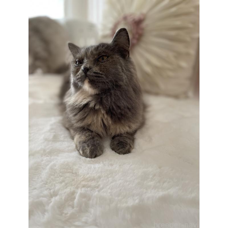 販売中の大阪府のブリティッシュロングヘア-131144の2枚目