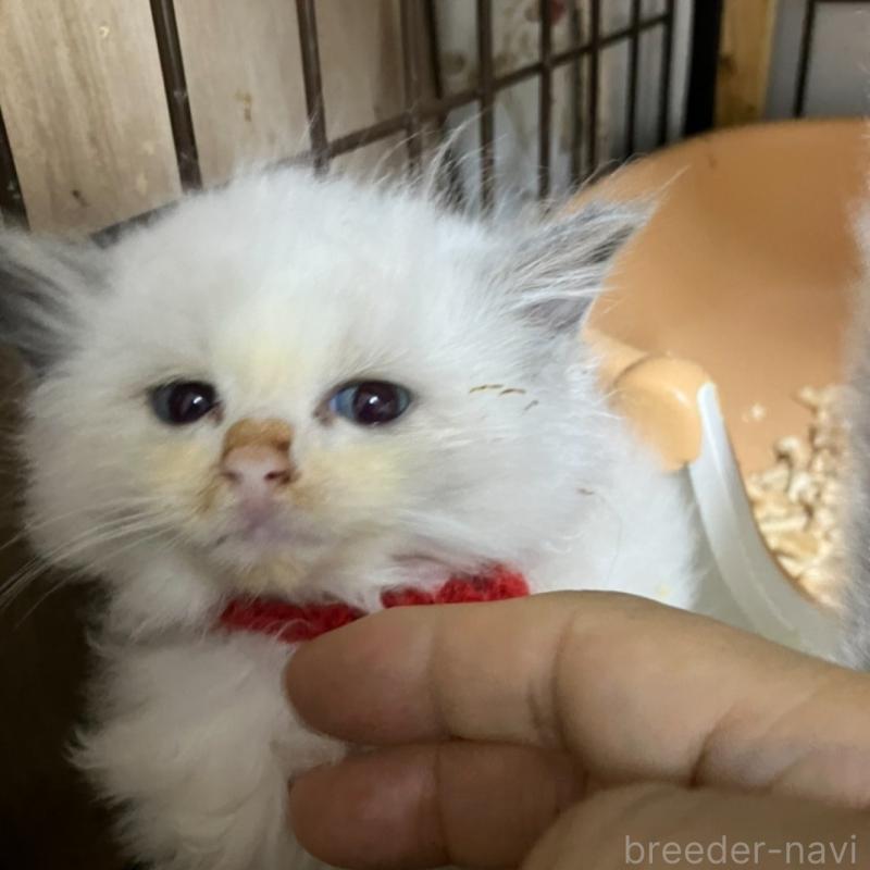 販売中の滋賀県のラグドール-131145の1枚目