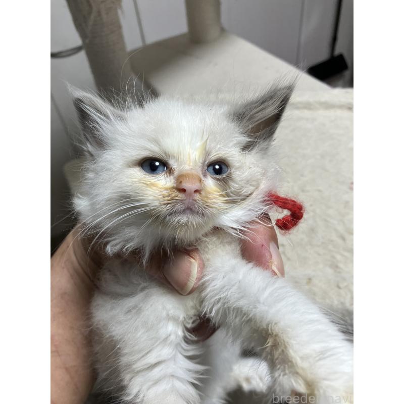 販売中の滋賀県のラグドール-131145の2枚目