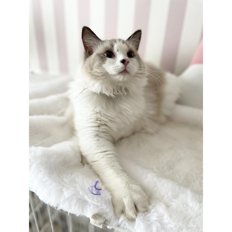 販売中の大阪府のラグドール-131146の7枚目