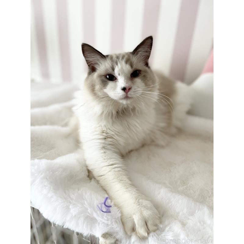 販売中の大阪府のラグドール-131146の6枚目