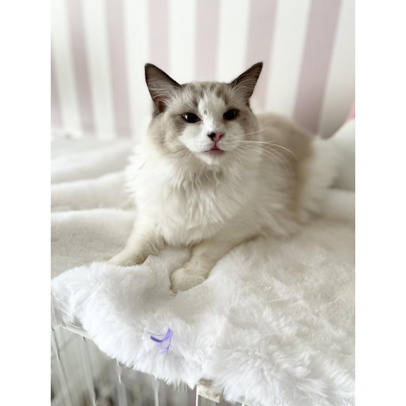 販売中の大阪府のラグドール-131146の5枚目