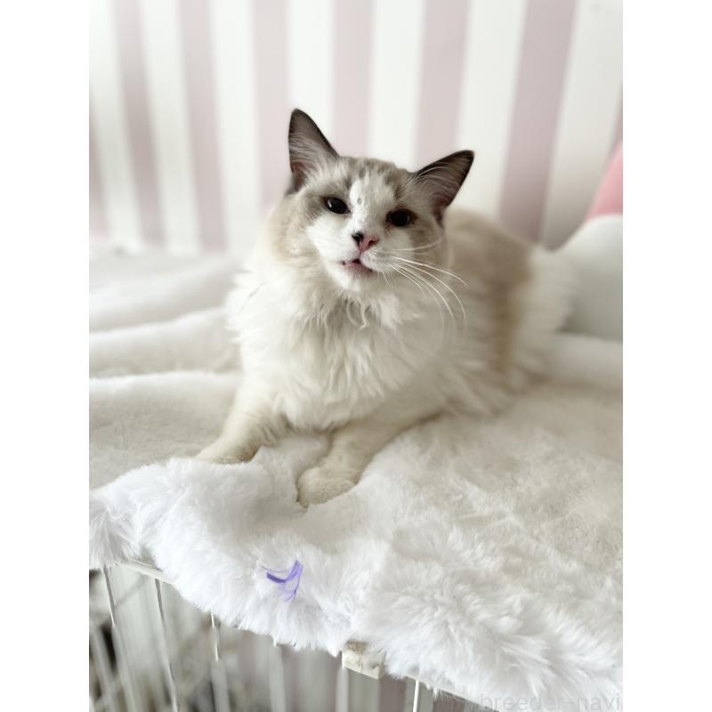 販売中の大阪府のラグドール-131146の4枚目