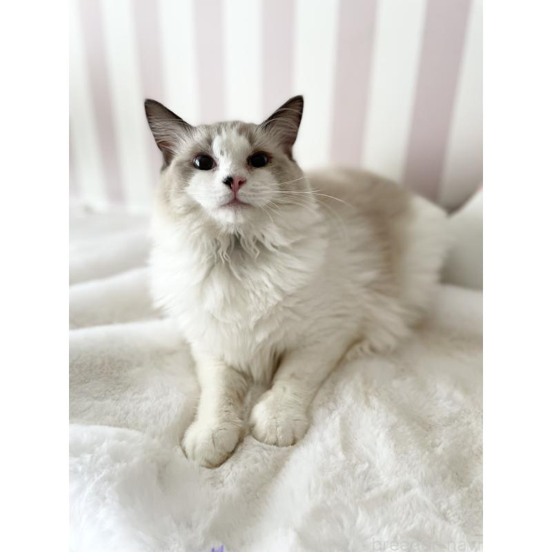 販売中の大阪府のラグドール-131146の3枚目