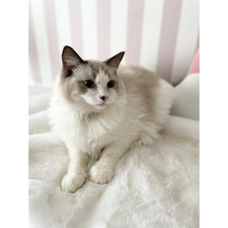 販売中の大阪府のラグドール-131146の2枚目