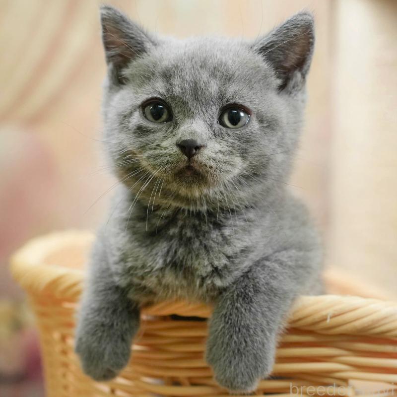 販売中の神奈川県のブリティッシュショートヘア-131147の1枚目