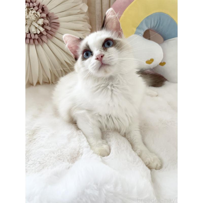 販売中の大阪府のラグドール-131150の6枚目