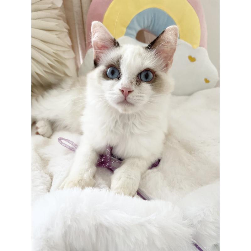 販売中の大阪府のラグドール-131150の5枚目