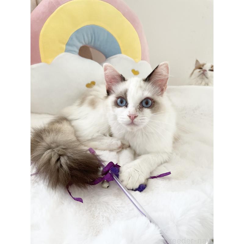 販売中の大阪府のラグドール-131150の4枚目