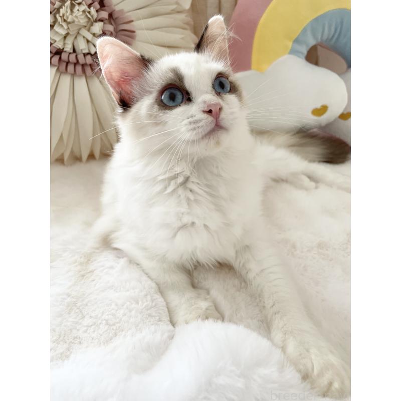 販売中の大阪府のラグドール-131150の3枚目