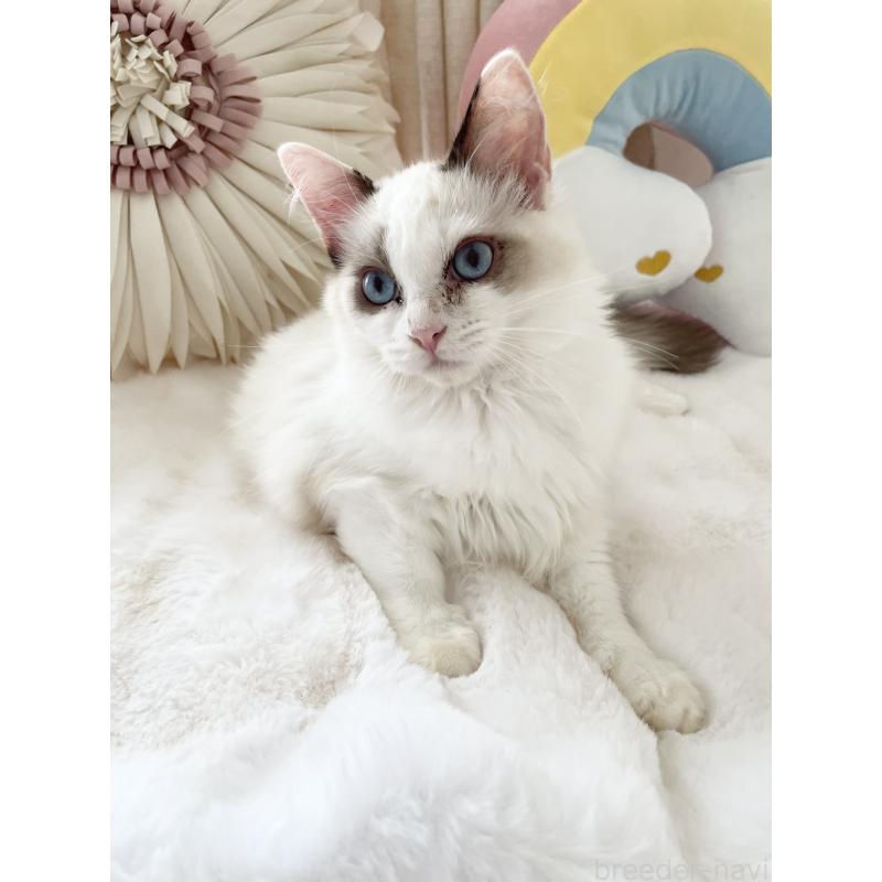 販売中の大阪府のラグドール-131150の2枚目