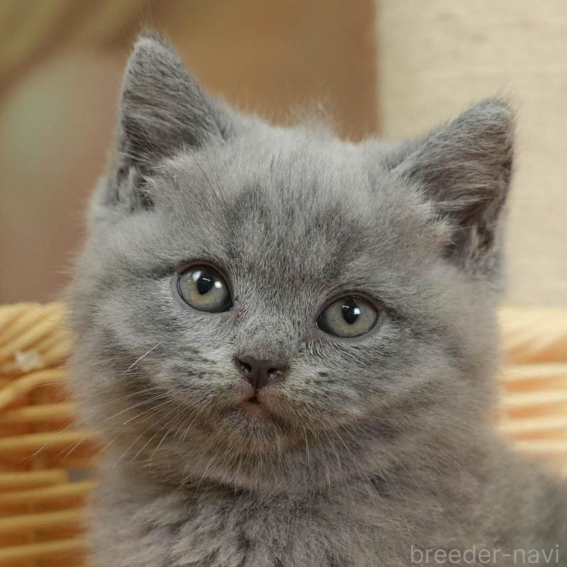 販売中の神奈川県のブリティッシュショートヘア-131148の1枚目