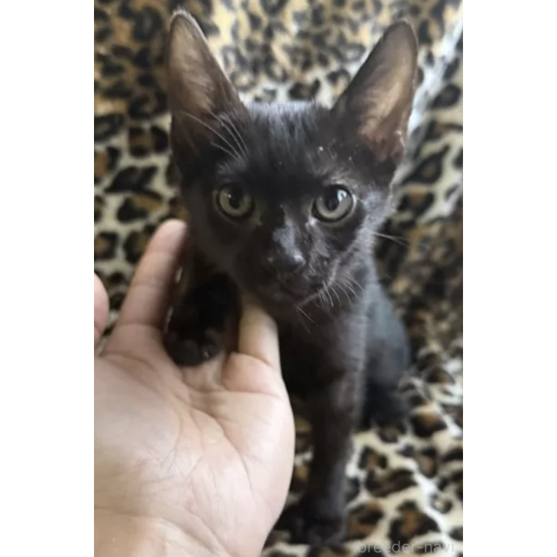 販売中の愛知県のサバンナキャット-131149の2枚目