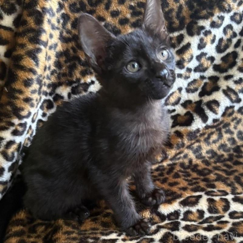 販売中の愛知県のサバンナキャット-131149の1枚目