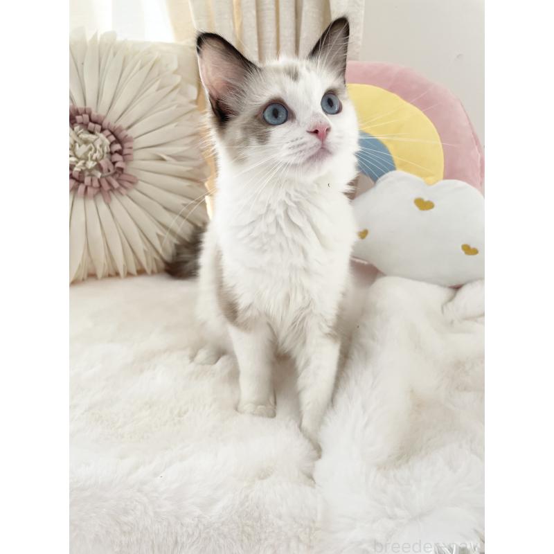 販売中の大阪府のラグドール-131152の7枚目