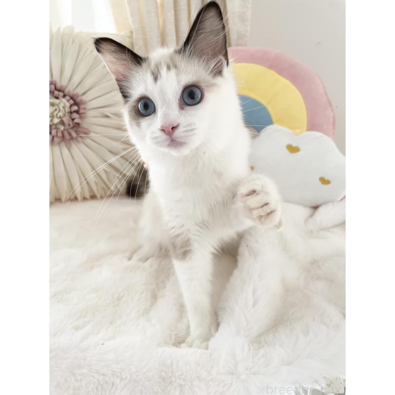 販売中の大阪府のラグドール-131152の6枚目