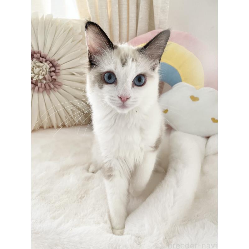 販売中の大阪府のラグドール-131152の5枚目