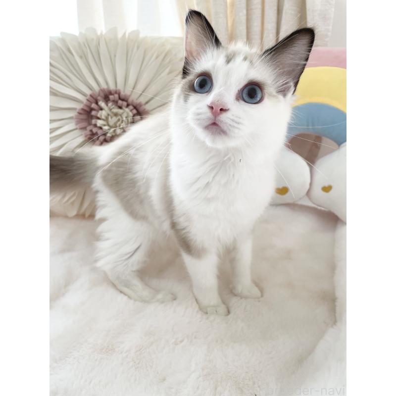 販売中の大阪府のラグドール-131152の4枚目