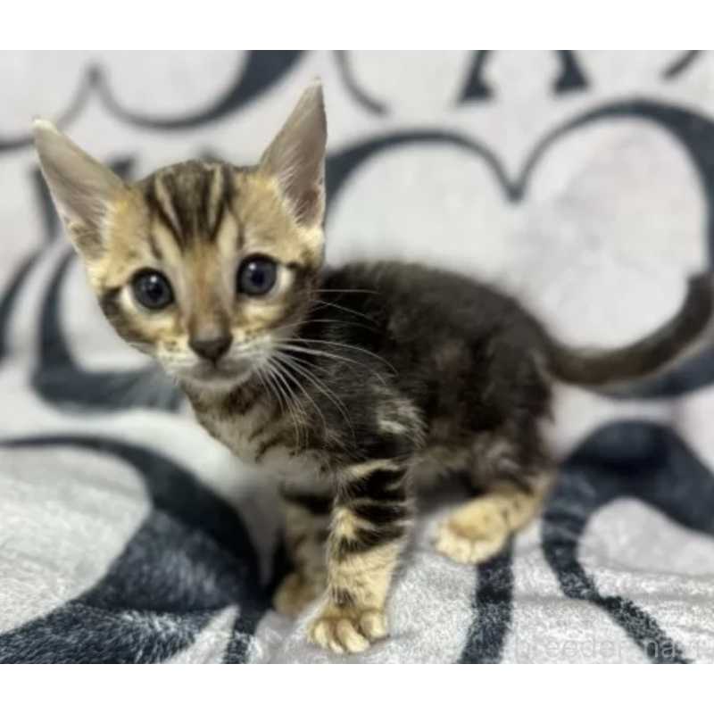 販売中の香川県のベンガル-131154の6枚目