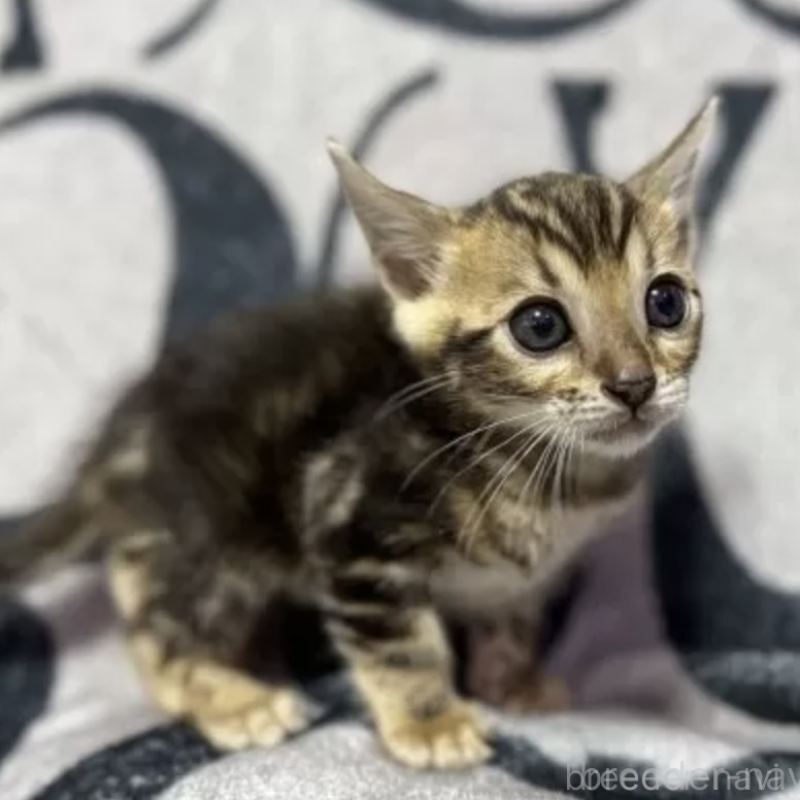 販売中の香川県のベンガル-131154